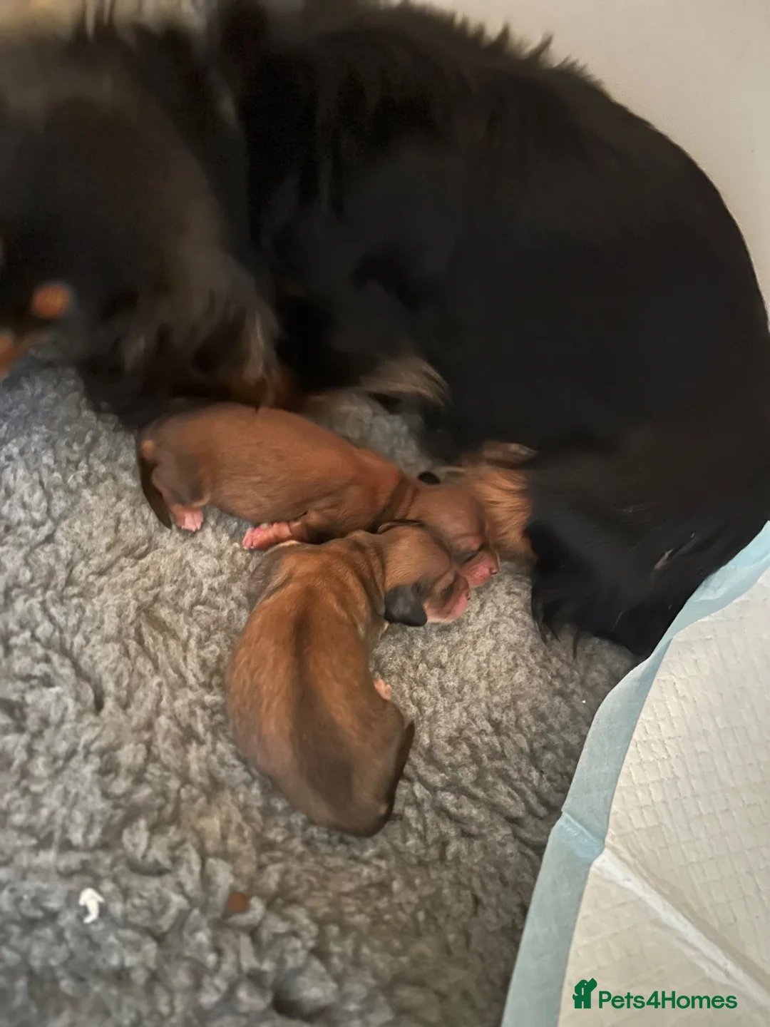 Miniature Dachshund dogs for sale: IVDD screened, Kc Reg & Health Tested Parents  - Advert 2