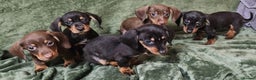 Dachshund dogs for sale: Miniature Dachshund puppies (2 left) - Advert 2