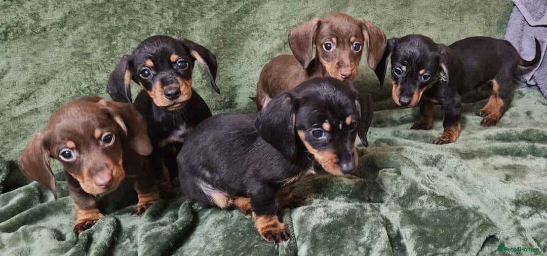Dachshund dogs for sale: Miniature Dachshund puppies (2 left) - Advert 2