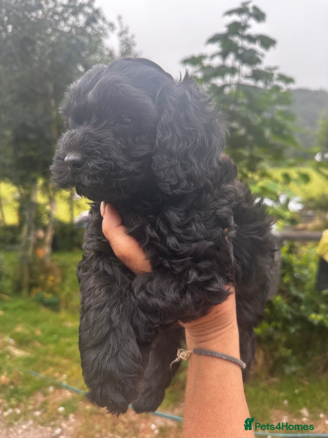 Cockapoo dogs for sale: Lovely litter cockapoo  - Image 33