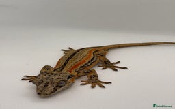 Gecko reptiles for sale: Gargoyle Geckos (can provide set-up) - Image 2