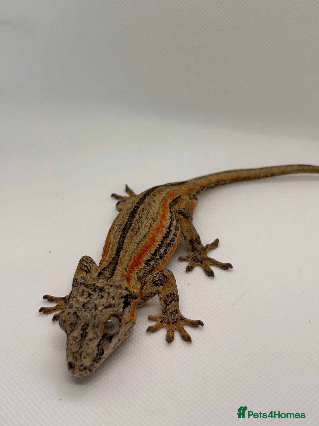Gecko reptiles for sale: Gargoyle Geckos (can provide set-up) - Image 2