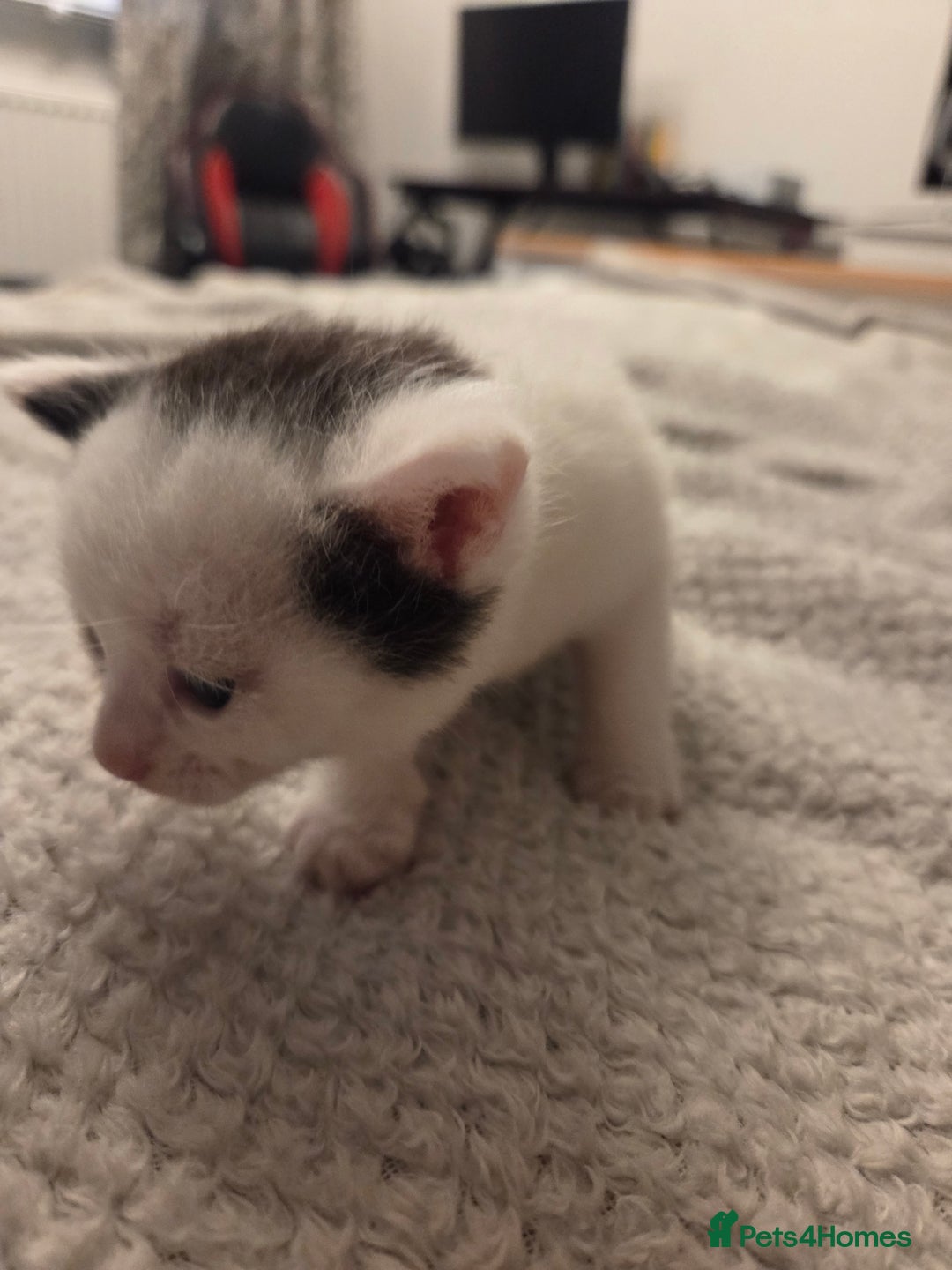 Domestic Shorthair cats for sale: Kittens for sale - Image 11
