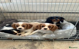Cavalier King Charles Spaniel dogs for sale: Gorgeous King Charles cavalier puppies  - Image 4