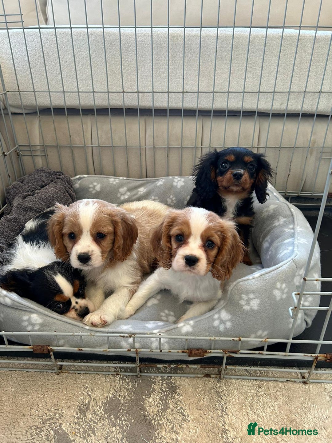Cavalier King Charles Spaniel dogs for sale: Gorgeous King Charles cavalier puppies  - Image 4