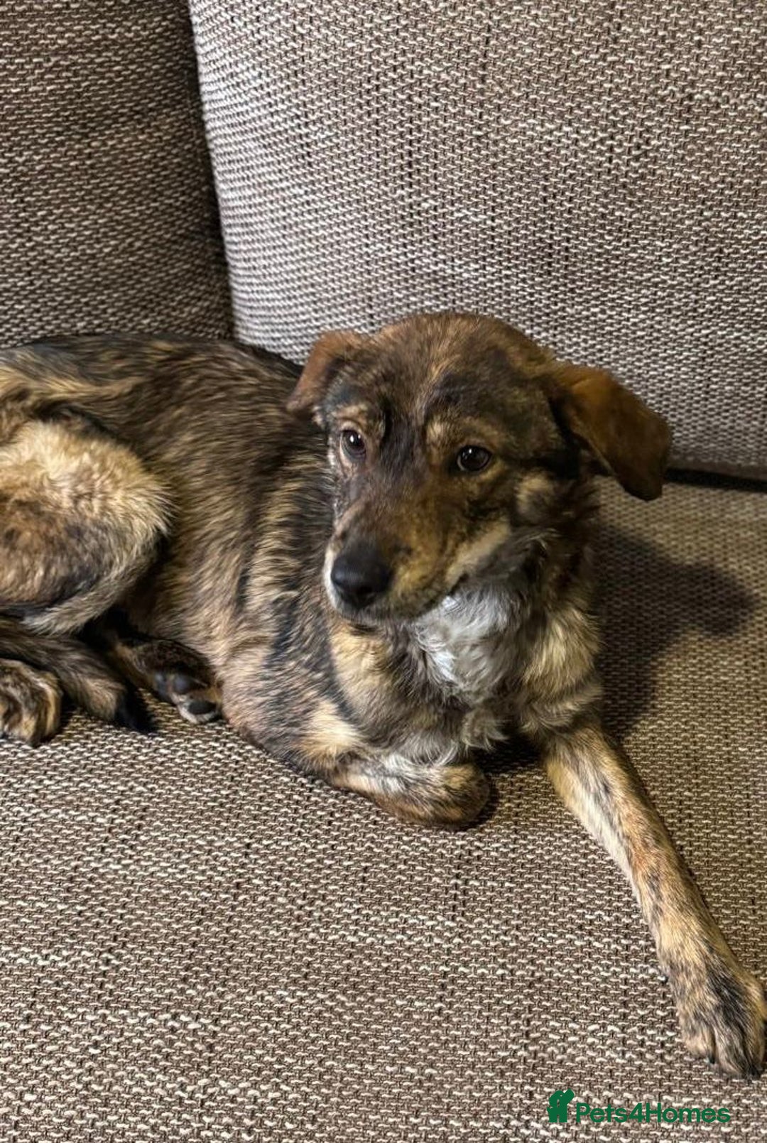 Mixed Breed dogs for adoption: Beautiful Bella needs her special home - Advert 7