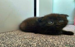 Mixed Breed cats for sale: Scottish Fold Mix Kittens –Ready 16th August 🐾 - Image 5