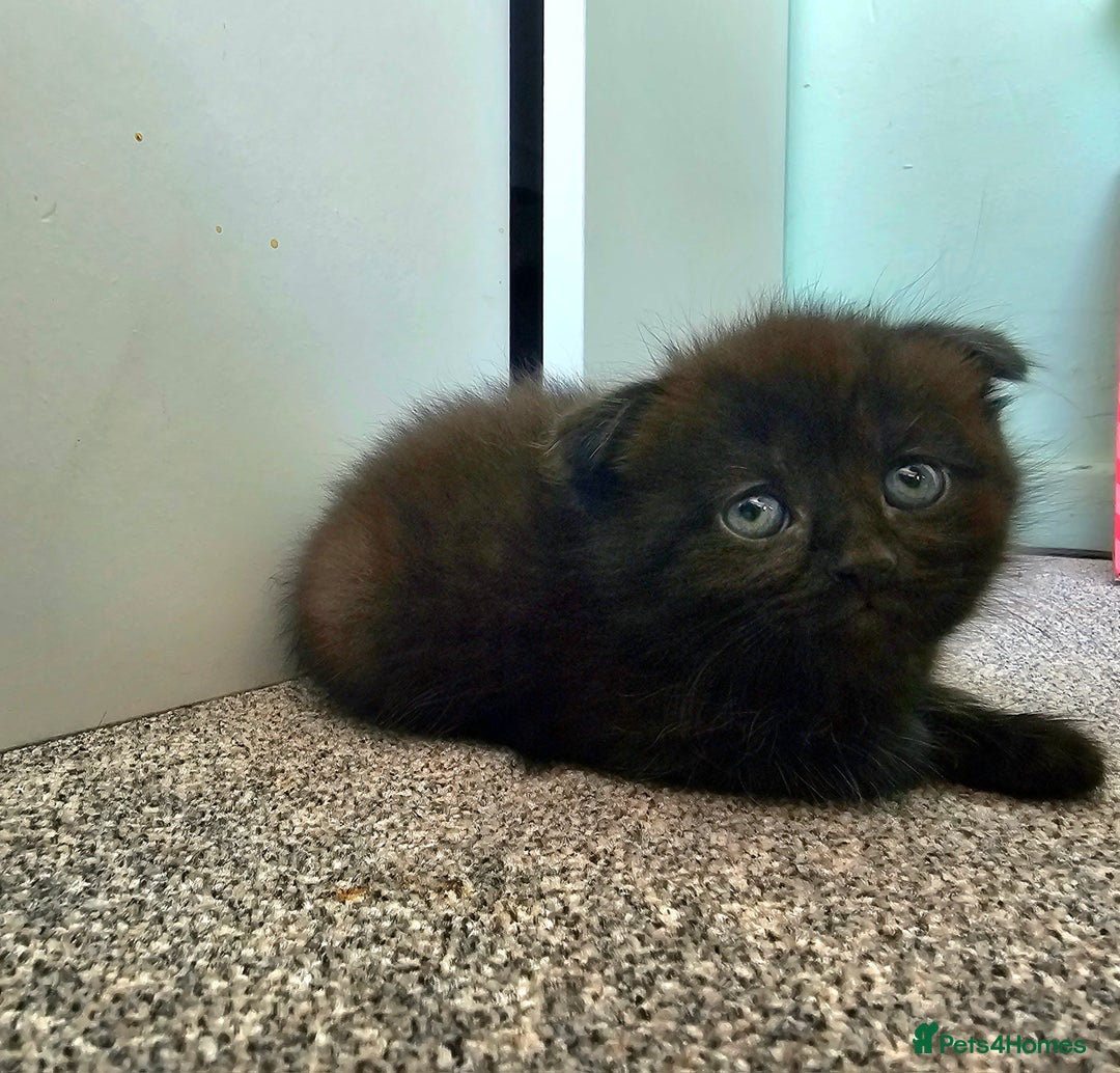 Mixed Breed cats for sale: Scottish Fold Mix Kittens –Ready 16th August 🐾 - Image 5