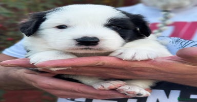 Border Collie dogs - Advert 3