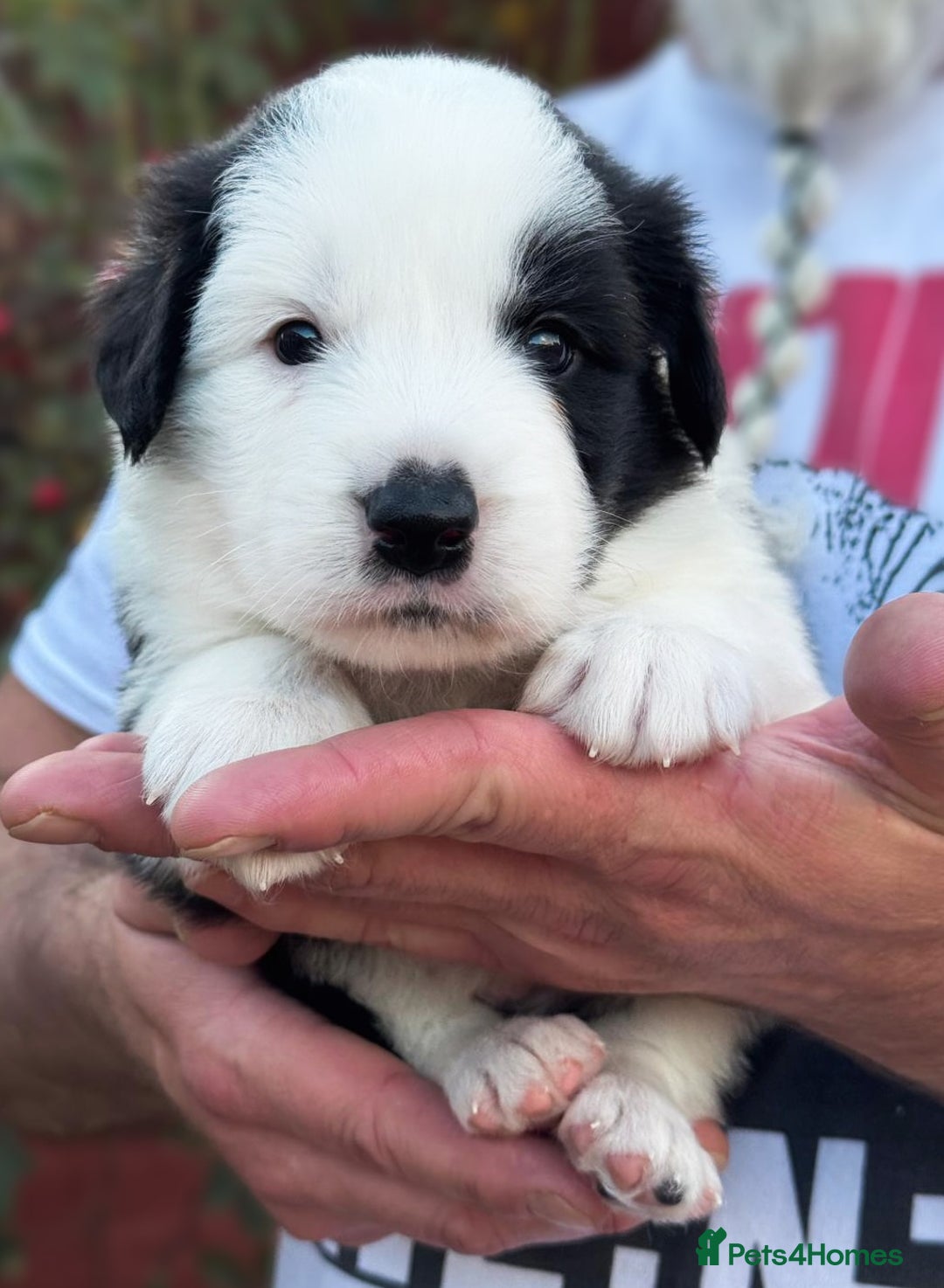 Border Collie dogs for sale: Champion line puppies  - Image 7