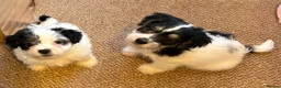 Jack Russell dogs for sale: Traditional short-legged Jack Russell puppy’s!  - Advert 26