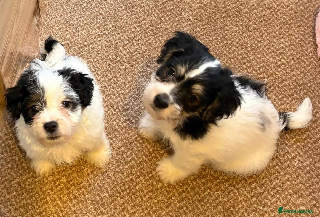 Jack Russell dogs for sale: Traditional short-legged Jack Russell puppy’s!  - Advert 26