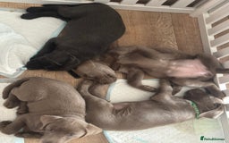 Labrador Retriever dogs for sale: Last of litter K.C Charcoal Labrador girl 9 Weeks - Image 8