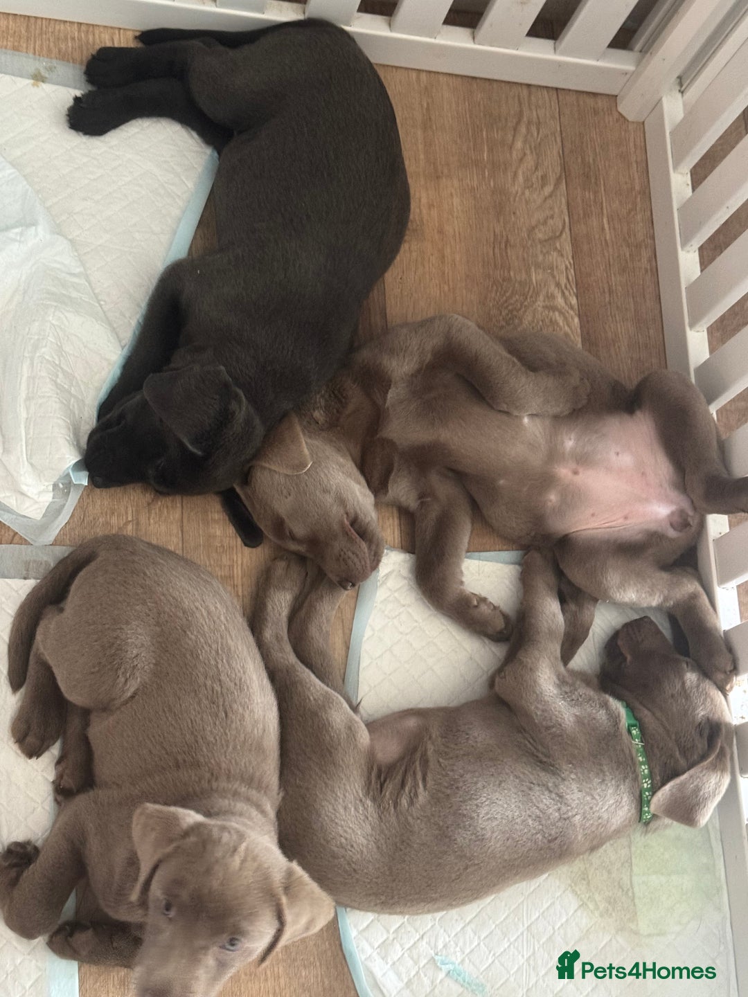 Labrador Retriever dogs for sale: Last of litter K.C Charcoal Labrador girl 9 Weeks - Image 8