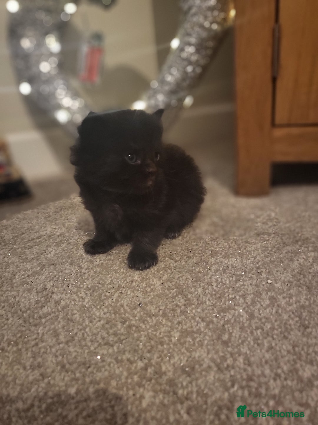 Ragcoon cats for sale: BEAUTIFUL RAGCOONS - Advert 25