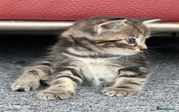 Domestic Shorthair cats for sale: Domestic Cats for sale🐈🐈‍⬛ - Image 3