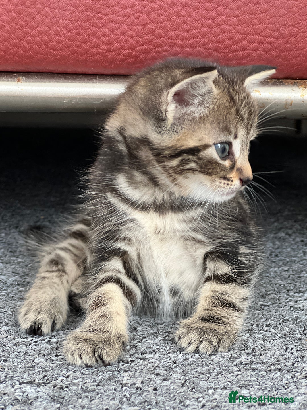 Domestic Shorthair cats for sale: Domestic Cats for sale🐈🐈‍⬛ - Image 3