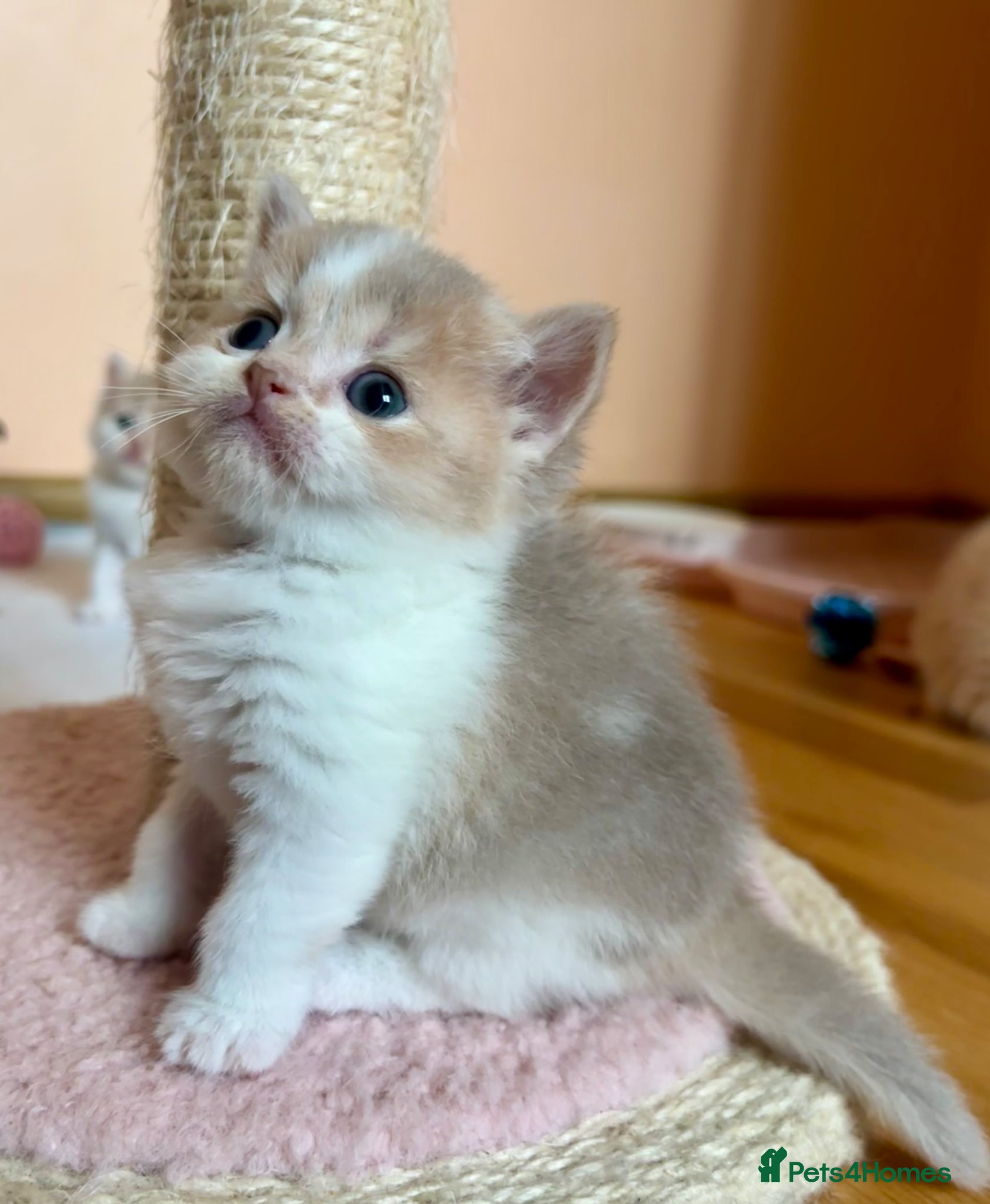 Scottish Fold cats Unique Scottish fold kittens - Advert 1