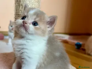 Scottish Fold cats Unique Scottish fold kittens - Advert 1