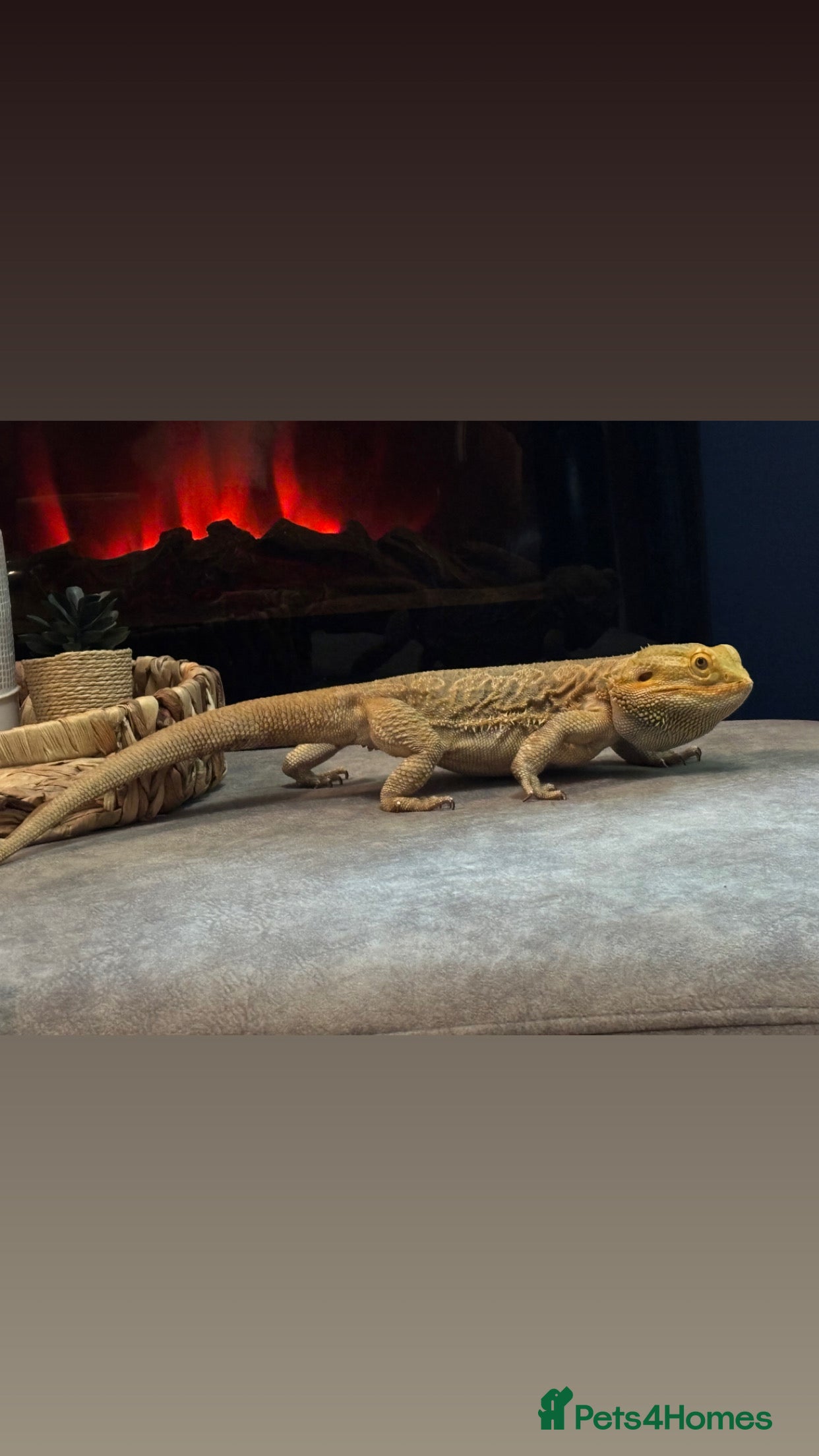 Bearded Dragon reptiles Bearded dragon and set up - Advert 1