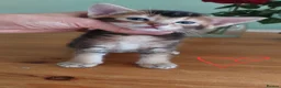 Mixed Breed cats for sale: Beautiful kittens 😸  - Advert 5