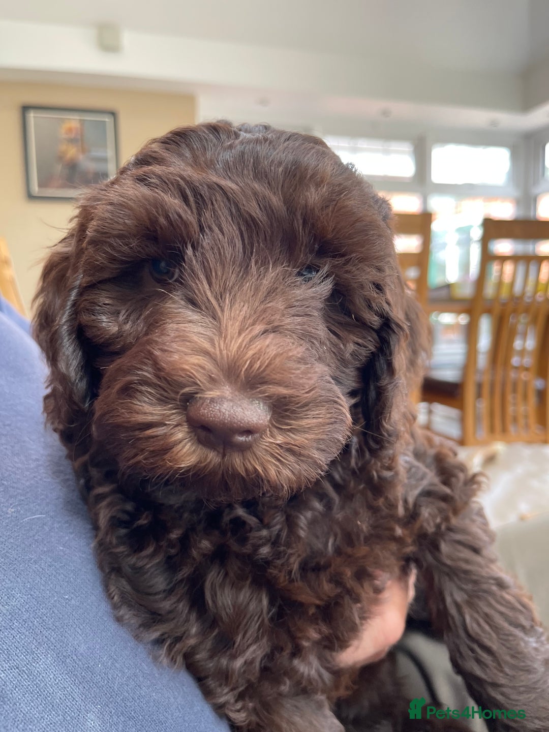 Australian Labradoodle dogs for sale: Pure Australian Labradoodles - READY TO LEAVE  - Image 21