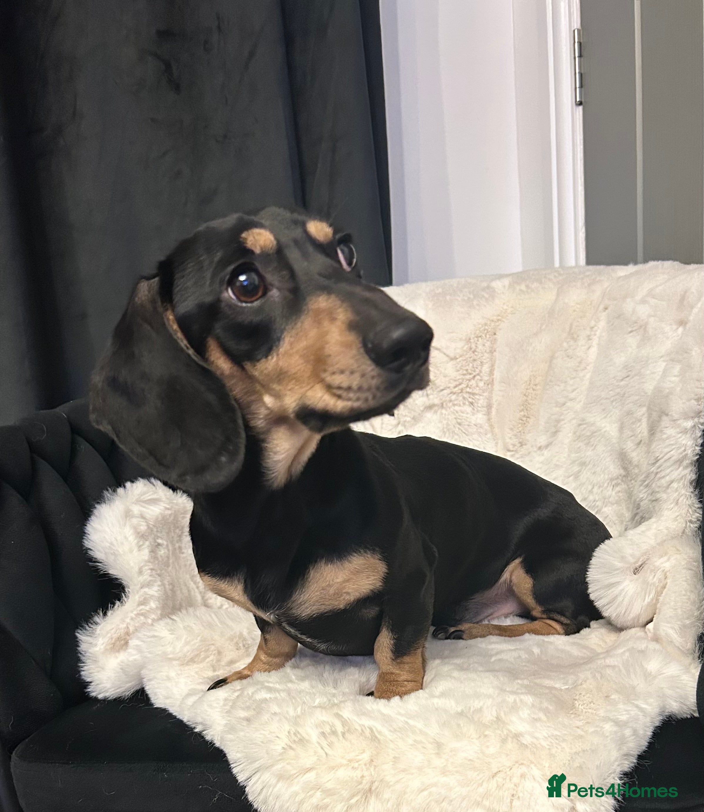 Miniature Dachshund dogs KC Reg Black/cream,proven,gorgeous boy stud only  - Advert 18