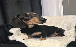 Miniature Dachshund dogs for stud: KC Reg Black/cream,proven,gorgeous boy stud only  - Image 1