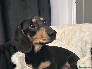 Miniature Dachshund dogs KC Reg Black/cream,proven,gorgeous boy stud only - Advert 1