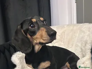 Miniature Dachshund dogs KC Reg Black/cream,proven,gorgeous boy stud only - Advert 13