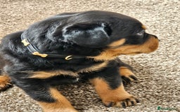 Rottweiler dogs for sale: Pure breed Rottweiler  - Image 16