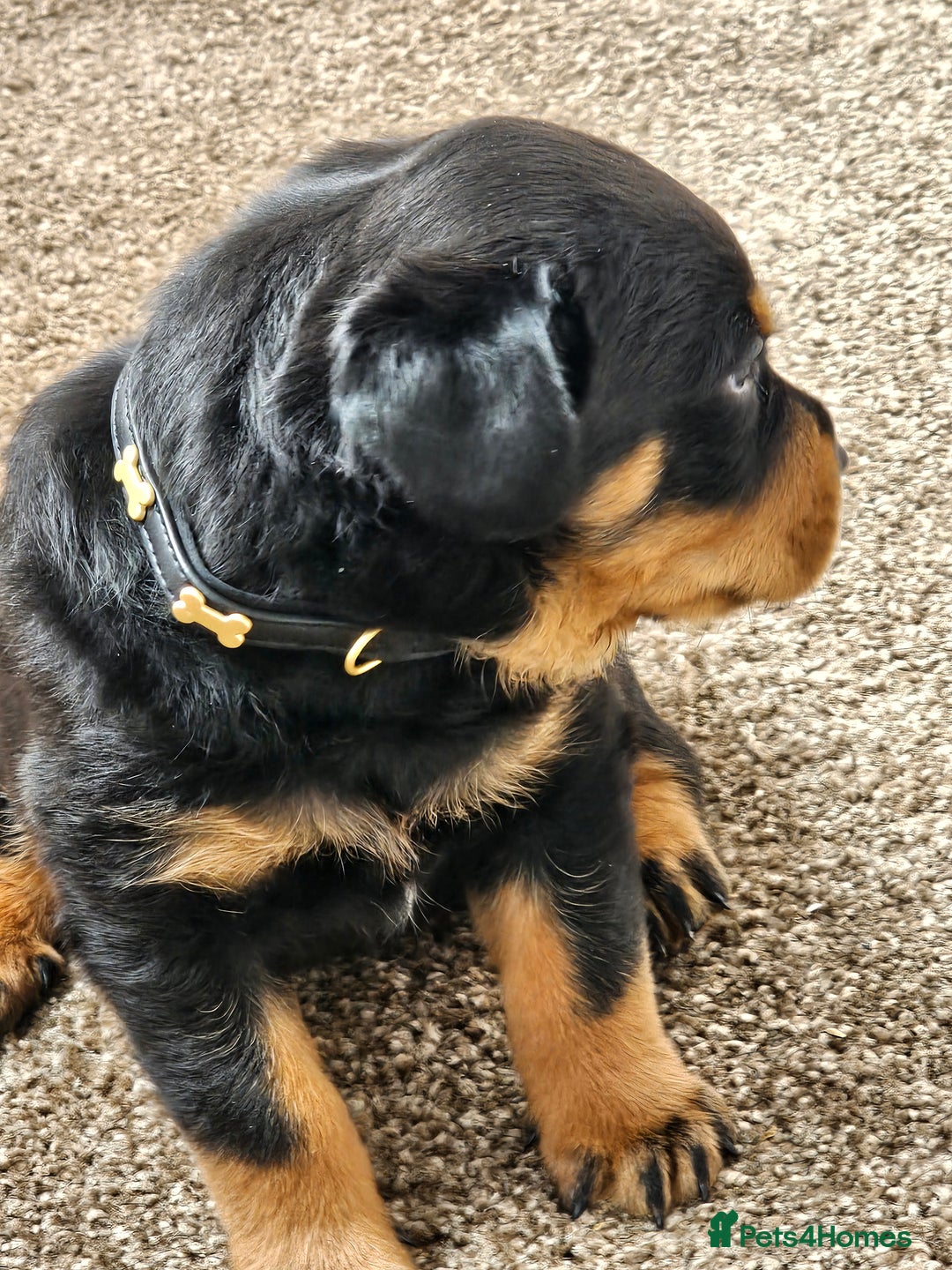 Rottweiler dogs for sale: Pure breed Rottweiler  - Image 16