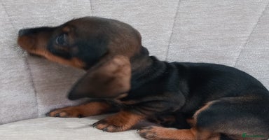 Dachshund dogs - Advert 5