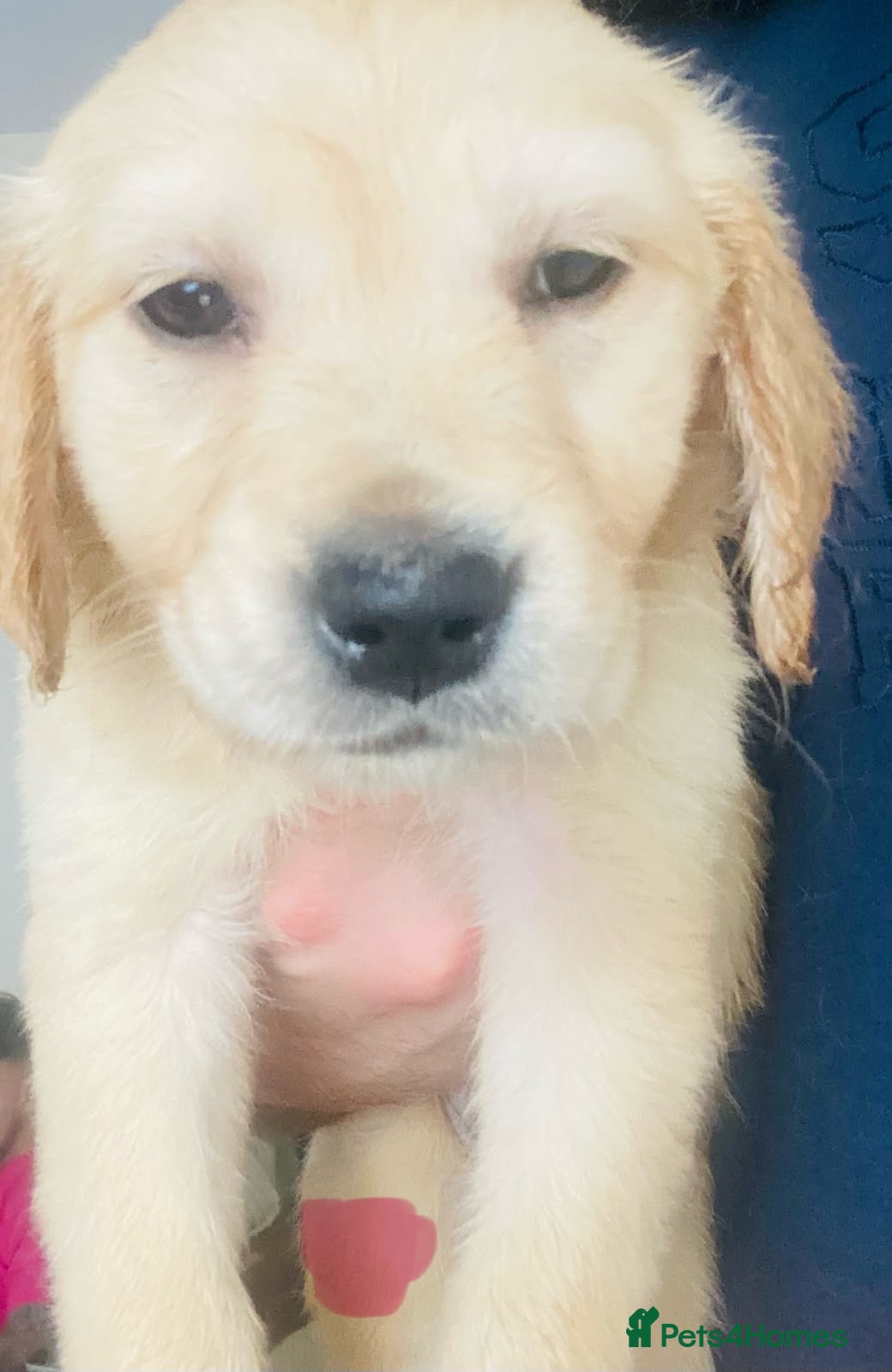 Golden Retriever dogs Golden retriever KC puppies (7)  - Advert 2