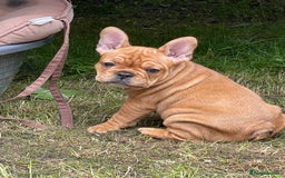 French Bulldog dogs for sale: French Bulldog puppies 3 girls and 3 boys - Image 13