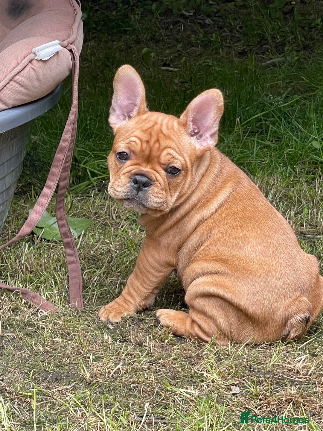 French Bulldog dogs for sale: French Bulldog puppies 3 girls and 3 boys - Image 13