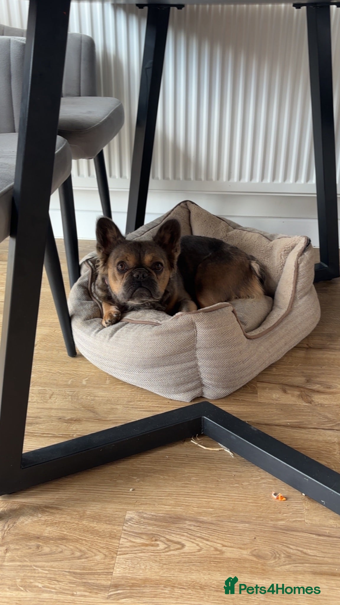 French Bulldog dogs Ariel Fluffy French bulldog - Advert 1