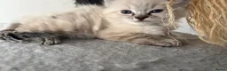 Ragdoll cats for sale: Beautiful ragdoll girls!  - Advert 5