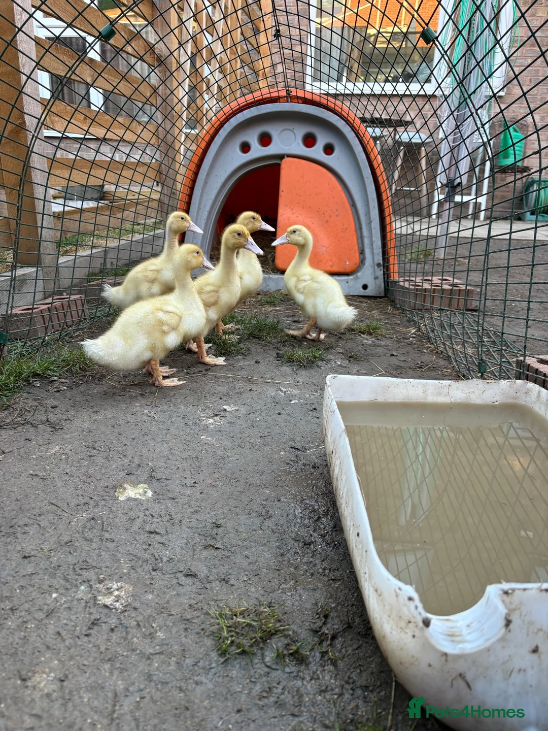 Ducks poultry for sale: Aylesbury ducklings  - Advert 3