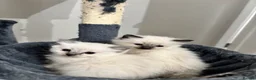 Ragdoll cats for sale: Ragdoll kittens for sale  - Advert 8