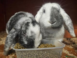 Mixed Breed rabbits 2 female rabbits - Advert 3