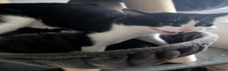 Mixed Breed cats for sale: 18 Month Old Neutered Black & White Boy - Advert 5