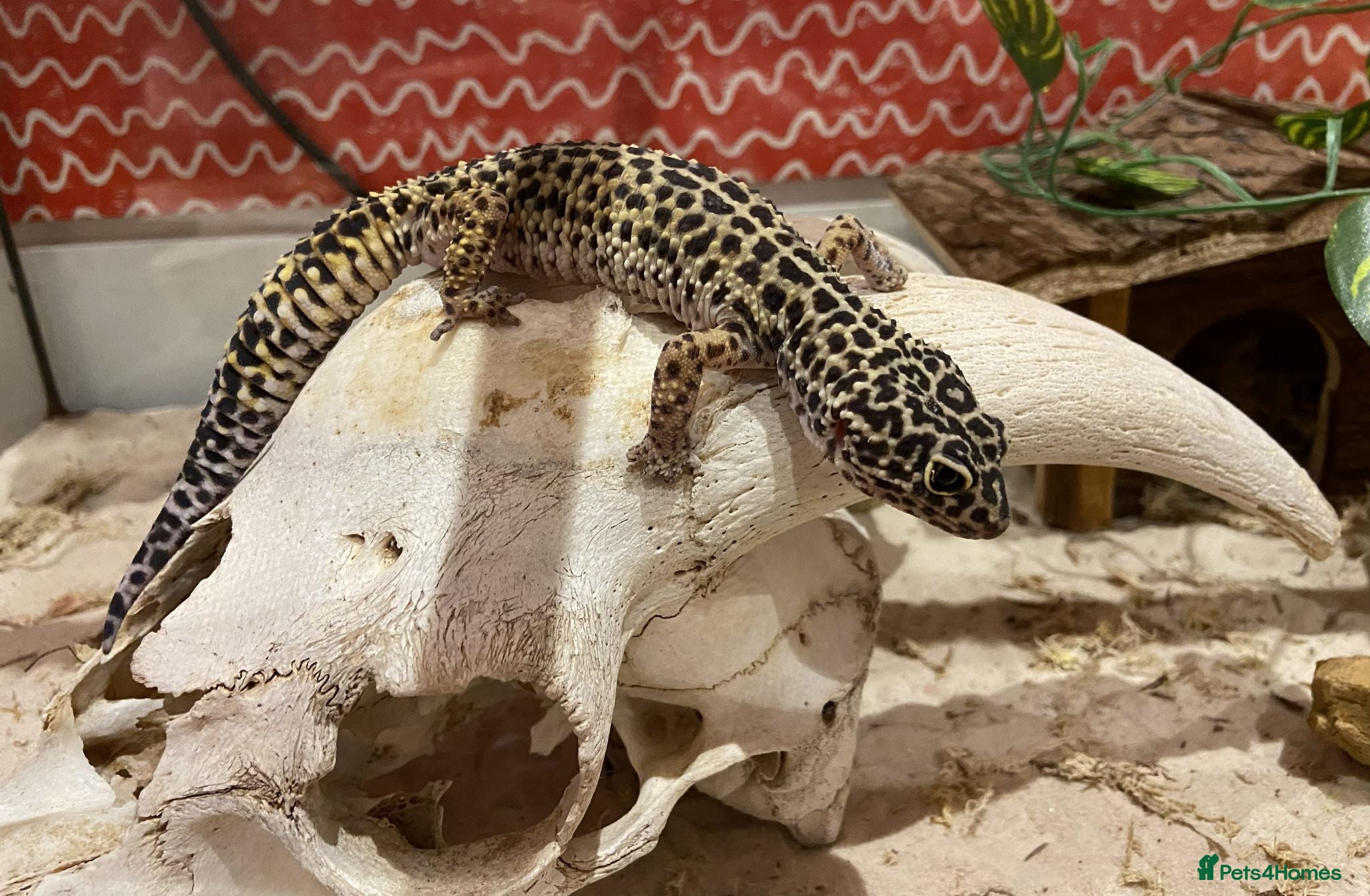 Leopard Gecko reptiles Leopard Gecko Female - Advert 10