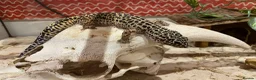 Leopard Gecko reptiles for sale: Leopard Gecko Female - Advert 1