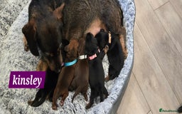 Dachshund dogs for sale: Beautiful Daxis - Advert 16