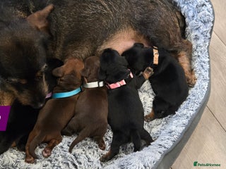 Dachshund dogs Beautiful Daxis - Advert 3