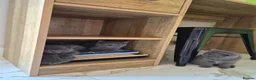 British Shorthair cats for sale: BSH kittens  - Advert 16