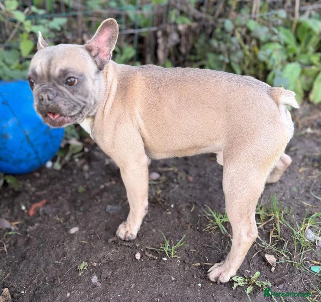 French Bulldog dogs for adoption: Cute brothers Kaiser & Chief want a forever home  - Advert 2
