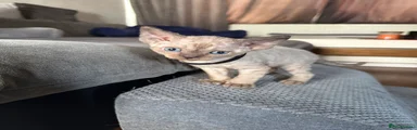 Devon Rex Kitten 4