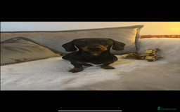 Miniature Dachshund dogs for stud: Miniature Dachshund available for stud  - Image 6